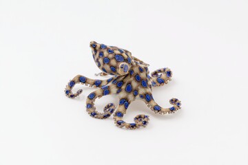 Blue-ringed octopus on white background.  Stunning marine life.