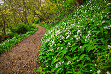Obraz premium Riverside Path in Wild Garlic at Allen Banks, which is a gorge of the River Allen cutting through woodland in the English county of Northumberland and is popular with walkers