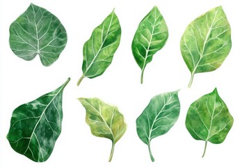 Naklejka premium Botanical Illustration Of Green Leaves On A White Background