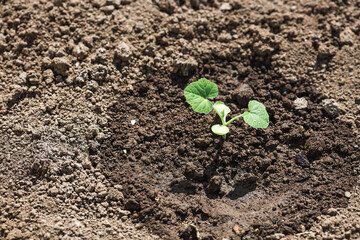Pumpkin seedlings are planted in the ground. The concept of spring planting of vegetables and farming.