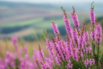 Lush pink heather blooms in a scenic landscape.  Soft focus on the vibrant flowers, with a blurred background of rolling hills and fields
