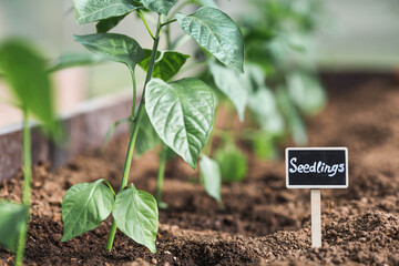A sign with the inscription seedlings . Bell peppers are planted in the ground in a greenhouse. The...