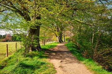 Ancient Beech Trees in spring at Allen Banks, which is a gorge of the River Allen cutting through...
