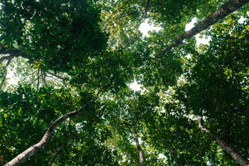 Tree branches reaching across the sky with vibrant green leaves basking in golden sunlight symbolizing environmental conservation sustainability Earth Day, importance of protecting natural resources