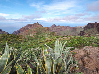 Landscape in Tenerife island from Spain in Springtime