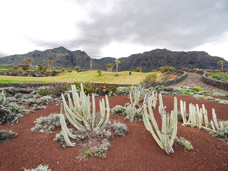 Landscape in Tenerife island from Spain in Springtime