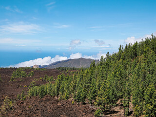 Landscape in Tenerife island from Spain in Springtime
