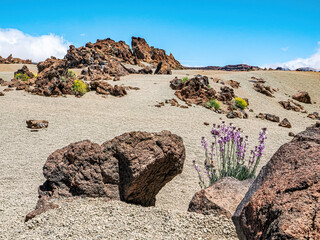 Landscape in Tenerife island from Spain in Springtime