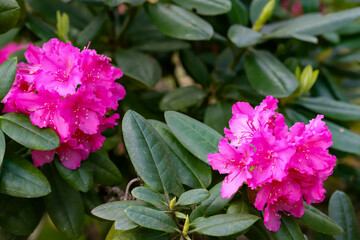 Fototapeta premium Spring Bloom in Botanical Park