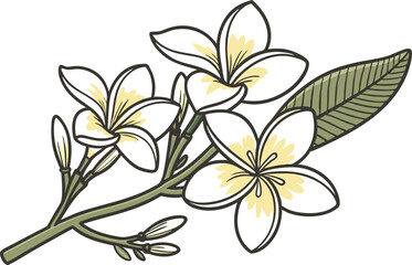 Jasmine Flower Colored Design Illustration. Jasmine Flower Digital Art Design. Jasmine Bloom Colored Clipart Drawing. Jasmine Flower Flat Style Design