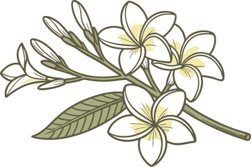 Jasmine Flower Colored Design Illustration. Jasmine Flower Digital Art Design. Jasmine Bloom Colored Clipart Drawing. Jasmine Flower Flat Style Design