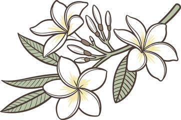 Jasmine Flower Colored Design Illustration. Jasmine Flower Digital Art Design. Jasmine Bloom Colored Clipart Drawing. Jasmine Flower Flat Style Design