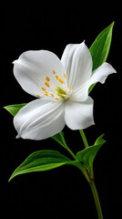 Obraz premium A beautiful white trillium flower with delicate petals and yellow stamens blooms gracefully against a stark black background, creating a stunning contrast.