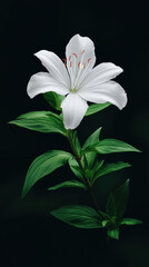 Fototapeta premium A captivating close-up showcases a pristine white lily in full bloom, its delicate petals gracefully unfurling against a backdrop of lush green leaves in stark contrast.