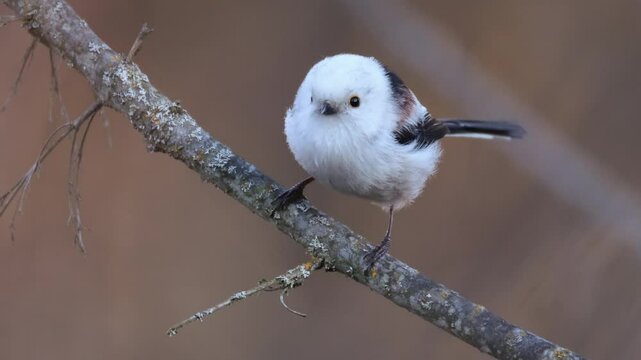 Close-up an adult long-tailed tit sits on the branch and looks toward the camera lens  with pale orange background. 