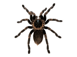 Tarantula spider isolated on transparent background, realistic style, png