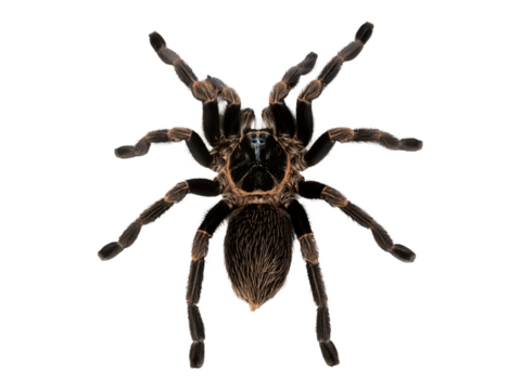 Tarantula spider isolated on transparent background, realistic style, png