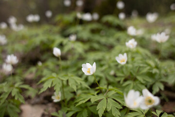 spring flowers grow in the forest, nature wakes up after winter,an ecologically clean place, no pollution,fresh air,woodlands for nature walks