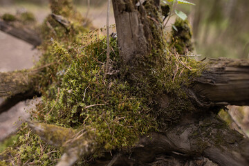moss grows on trees in the forest, nature wakes up after winter,an ecologically clean place, no pollution,fresh air,woodlands for nature walks
