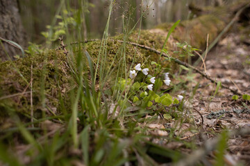 moss grows on trees in the forest, nature wakes up after winter,an ecologically clean place, no pollution,fresh air,woodlands for nature walks