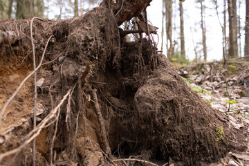 moss grows on trees in the forest, nature wakes up after winter,an ecologically clean place, no pollution,fresh air,woodlands for nature walks