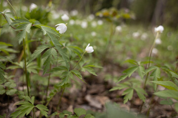 spring flowers grow in the forest, nature wakes up after winter,an ecologically clean place, no pollution,fresh air,woodlands for nature walks