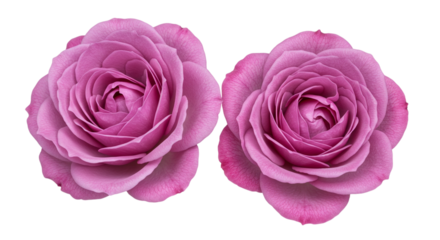 Isolated pair of purple or mauve rose flower heads viewed from top, side by side, cut out with transparent background.