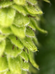 Macro shot of a birch bud, capturing intricate details of its scales and soft green hues. The blurred background highlights the natural beauty, perfect for nature and seasonal imagery.