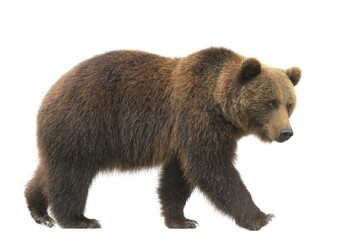 Obraz premium A majestic brown bear walks across a white background.