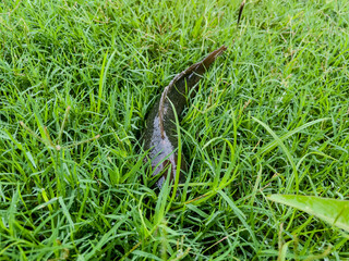 grass on the grass