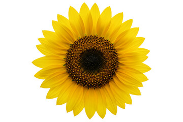Fototapeta premium Single bright yellow sunflower head (Helianthus) with dark center, isolated on white background. Close up studio shot of summer garden bloom, agriculture botanical detail.