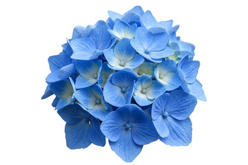 Single bright blue hydrangea flower head (hortensia), full bloom, detailed view, isolated on white background. Close up studio shot of lush summer garden beauty.