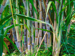 Obraz premium Saccharum sugar cane plants