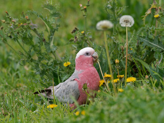 Galah  (Eolophus roseicapilla) exploring in long grass foraging for food  © Alan