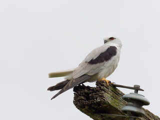 Black-shouldered Kite (Elanus axillaris) perched on an abandoned rotting telegraph pole with overcast sky background