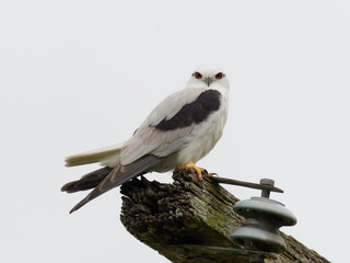 Black-shouldered Kite (Elanus axillaris) perched on an abandoned rotting telegraph pole with overcast sky background