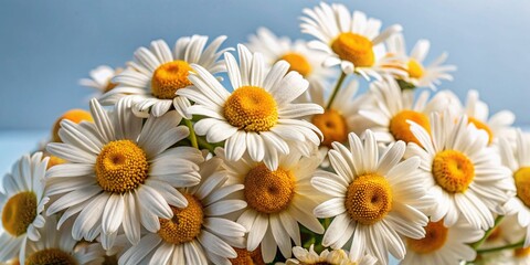 Fototapeta premium Macro Photography: Close-up of a Delightful Smile Daisy Set