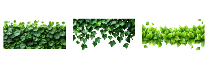 Various types of lush green leaves create a vibrant and natural backdrop, perfect for any nature-themed project. Transparent PNG background