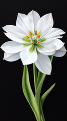 Fototapeta premium A beautiful close-up photograph captures a pristine white flower with a green center and delicate petals against a stark black background in stunning detail.