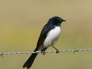Willie Wagtail or Willy Wagtail (Rhipidura leucophrys) perched on a barbed wire fence with golden bokeh background.