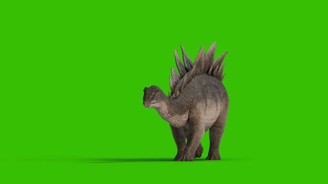 Stegosaurus dinosaur walk animation with green background  