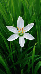 Fototapeta premium A pristine white rain lily with delicate petals gracefully blooms amidst a vibrant field of lush green grass, creating a serene and refreshing natural scene.