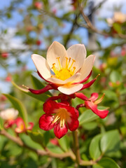 Obraz premium firethorn flower