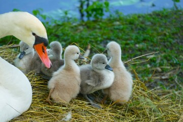New born baby swans with a mother in the nest by the lake family background