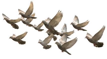 Obraz premium Flock of pigeons flying in unison against a transparent background