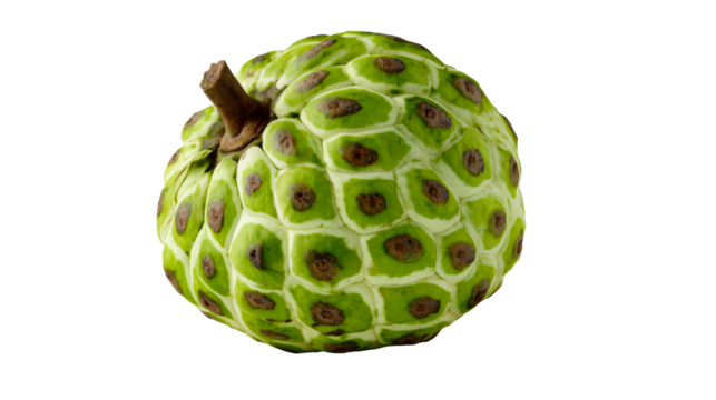 Soursop fruit with green texture and pattern on transparent background