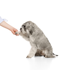 Trained Miniature Schnauzer dog sitting and giving paw to person isolated on white background. Concept of domestic animals, pet care, vet. Copy space for ad