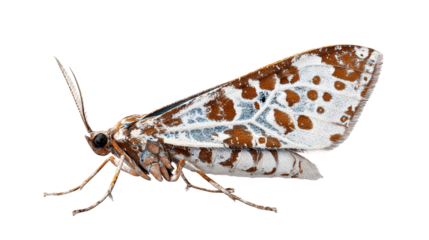 Brown and white spotted moth resting on a surface