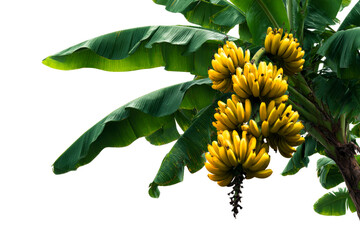 Bunch of ripe bananas hanging from tropical plant in sunlight