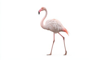 Obraz premium Pink flamingo standing on one leg against a white background.